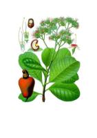 موسوعة النباتات الطبية و النباتات السامة و المسرطنة B  ________B